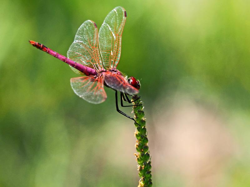 Trithémis annelé (Le) Trithemis annulata (Palisot de Beauvois, 1807)