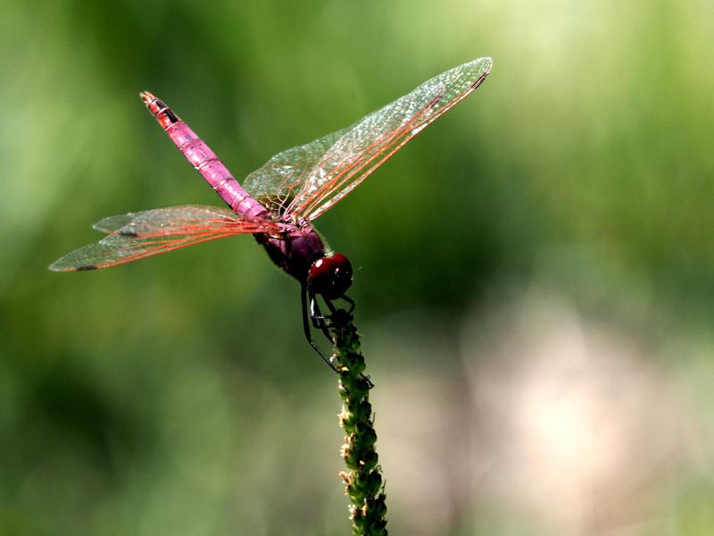 Trithémis annelé (Le) Trithemis annulata (Palisot de Beauvois, 1807)
