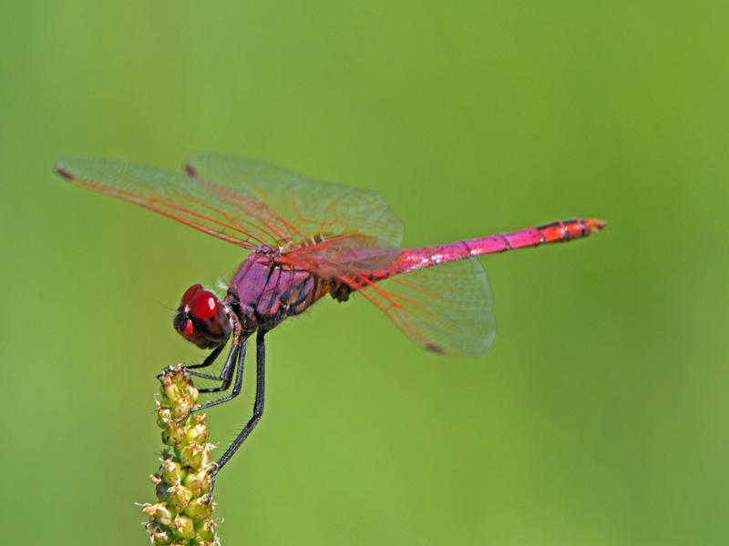 Trithémis annelé (Le) Trithemis annulata (Palisot de Beauvois, 1807)