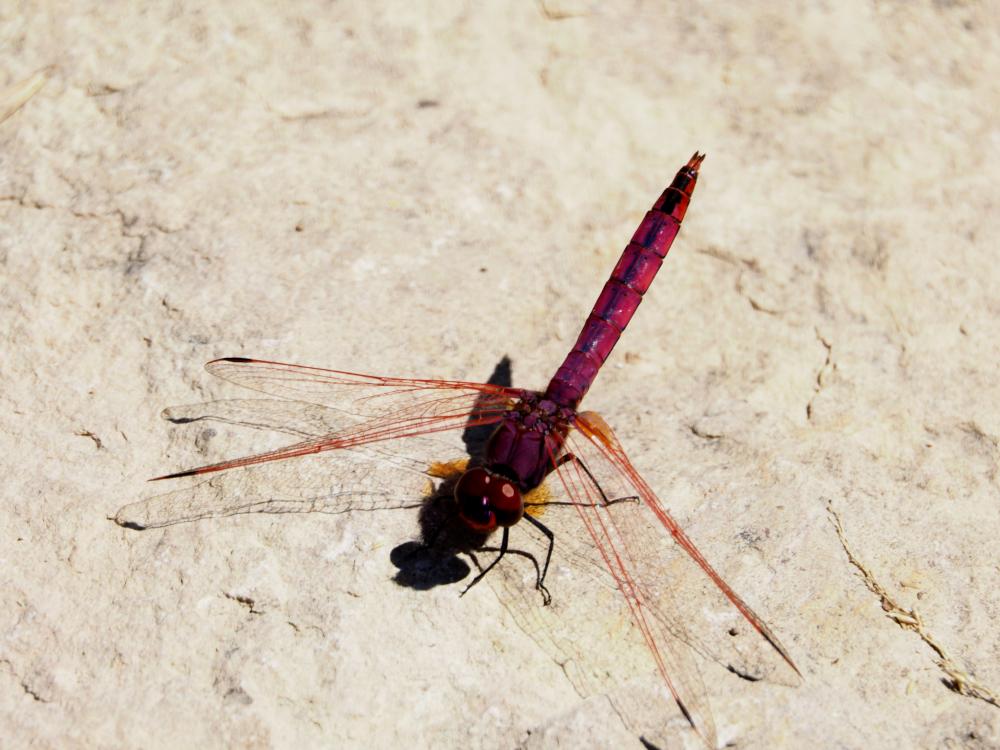 Trithémis annelé (Le) Trithemis annulata (Palisot de Beauvois, 1807)