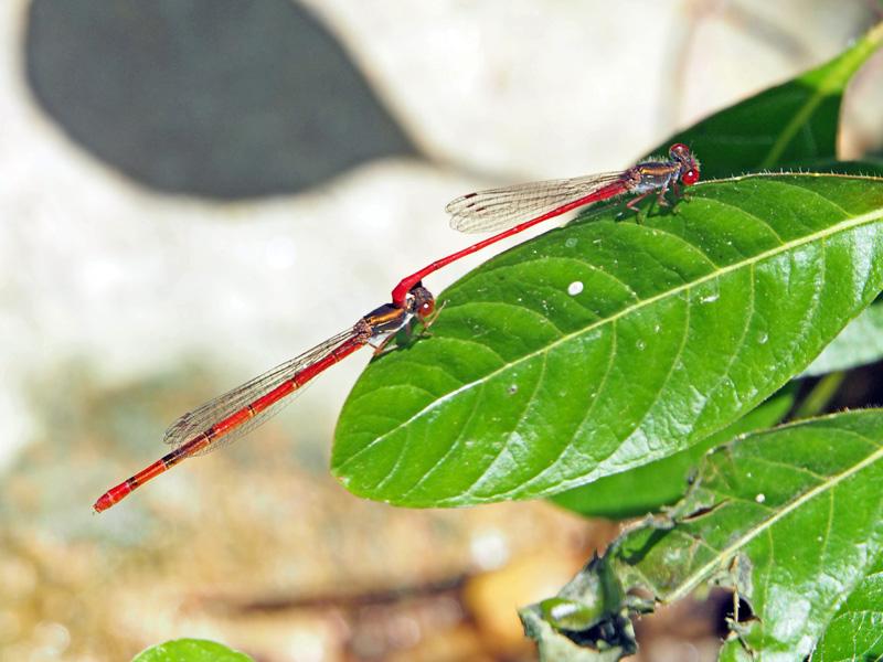 Agrion délicat Ceriagrion tenellum (Villers, 1789)