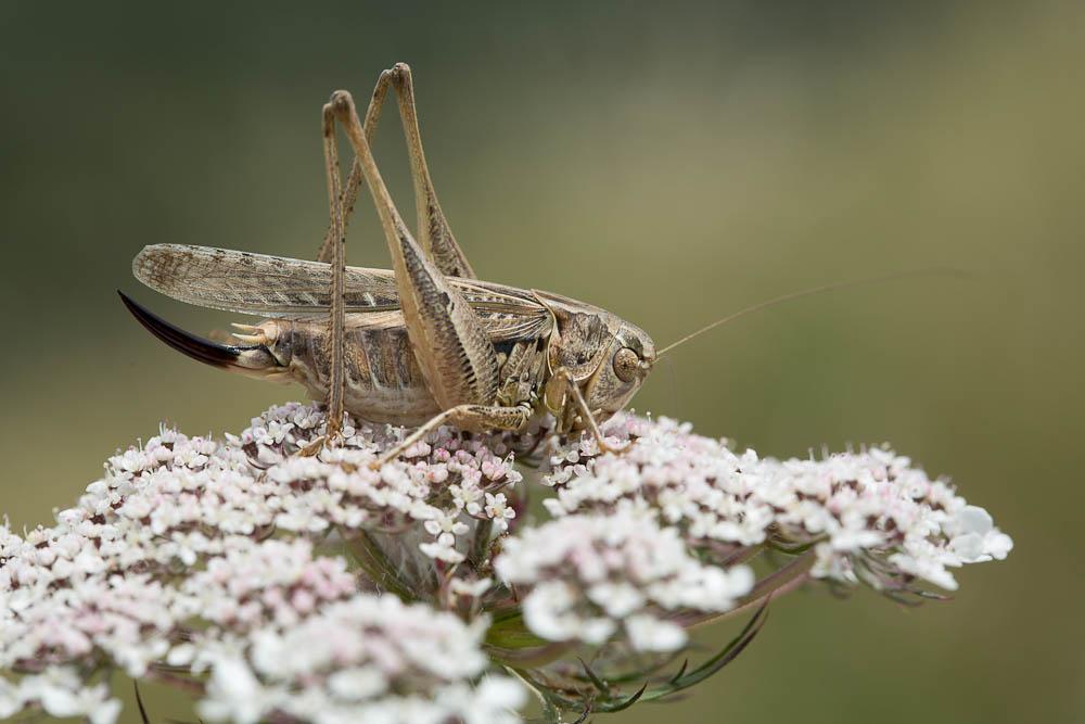 Decticelle côtière Platycleis affinis Fieber, 1853