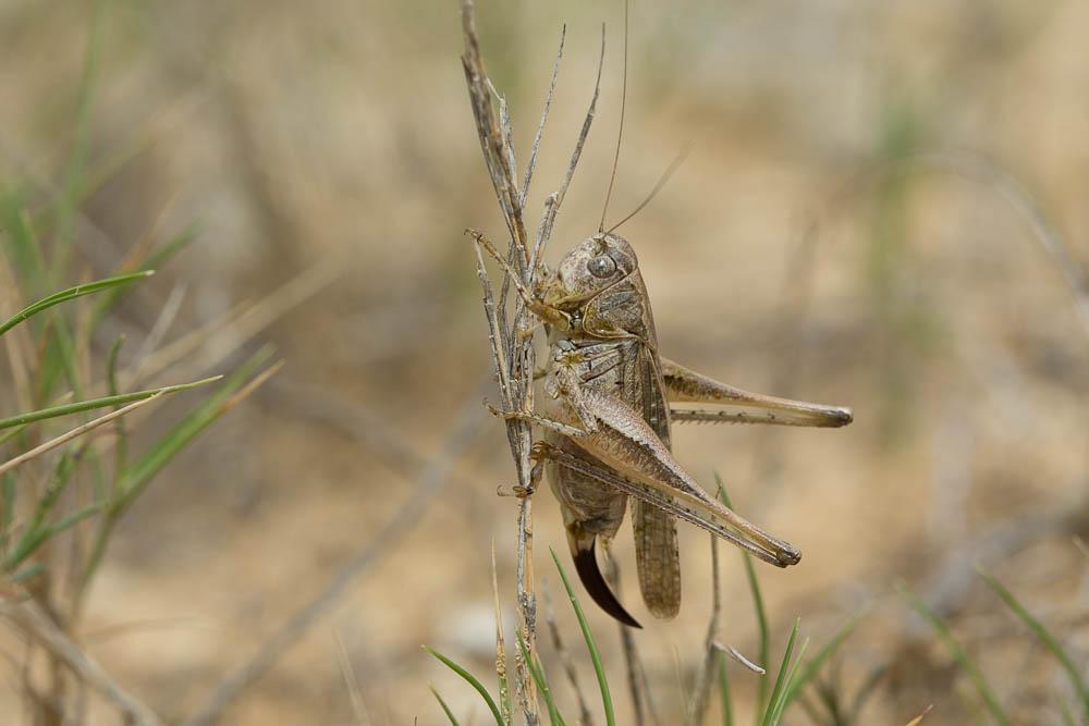 Decticelle chagrinée Platycleis albopunctata albopunctata (Goeze, 1778)