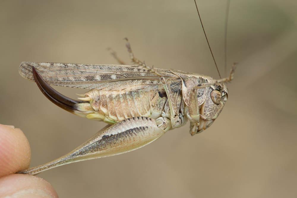 Decticelle chagrinée Platycleis albopunctata albopunctata (Goeze, 1778)