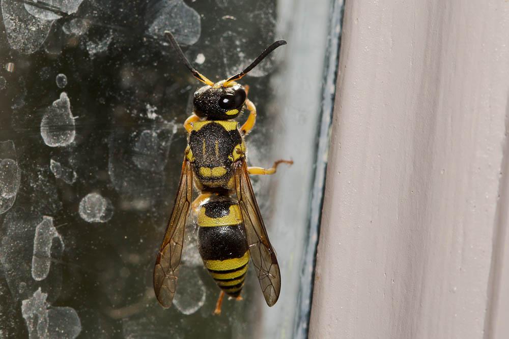  Ancistrocerus auctus (Fabricius, 1793)