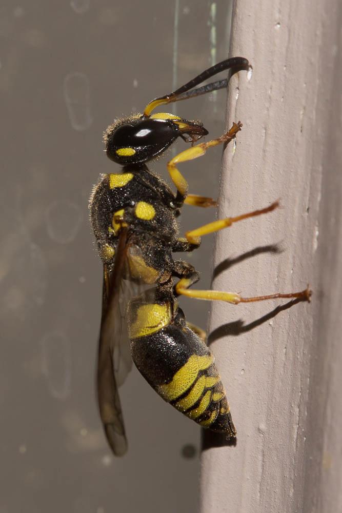 Ancistrocerus auctus (Fabricius, 1793)