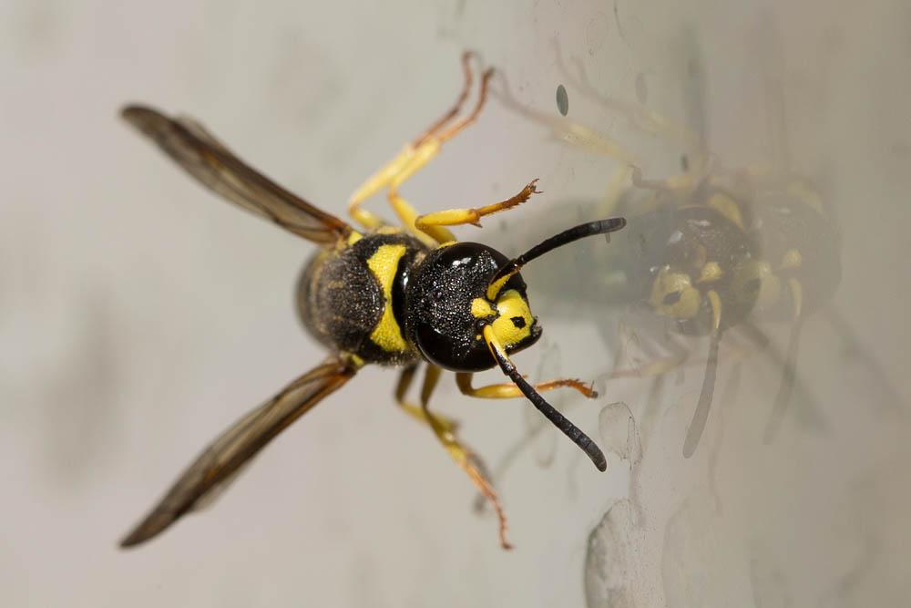 Ancistrocerus auctus (Fabricius, 1793)