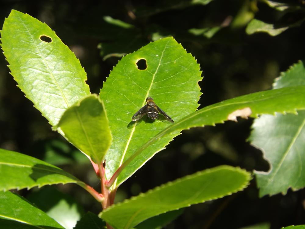 Hemipenthes velutina (Meigen, 1820)