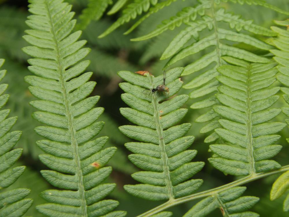 Anomoia purmunda (Harris, 1780)