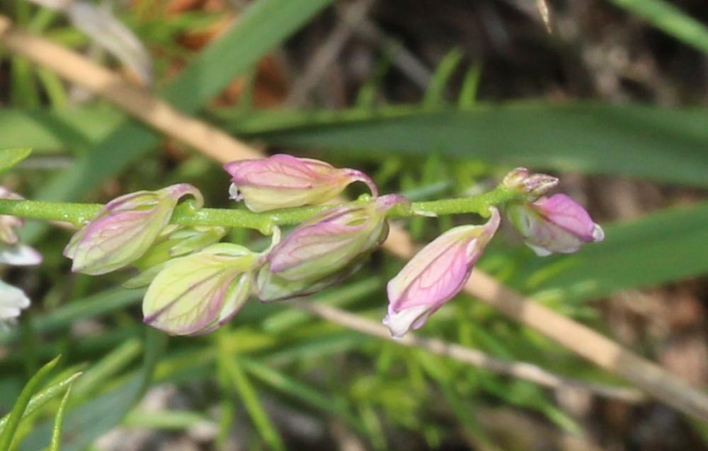 Polygala commun, Polygala vulgaire Polygala vulgaris L., 1753