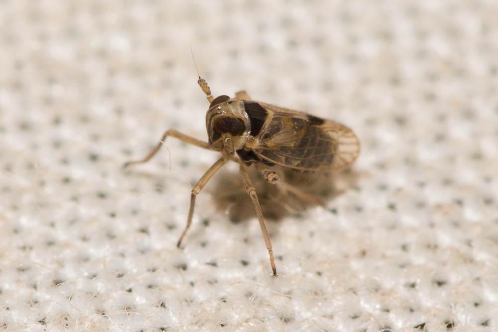 Laodelphax striatellus (Fallén, 1826)