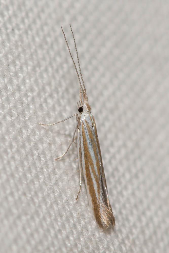 Coleophora Hübner, 1822