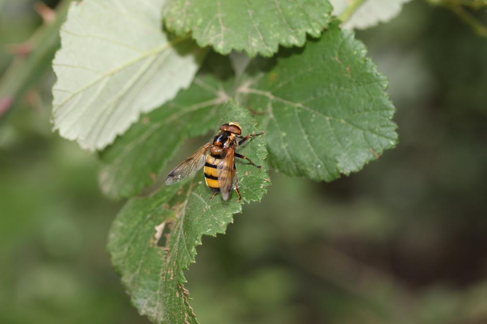  Volucella inanis (Linnaeus, 1758)