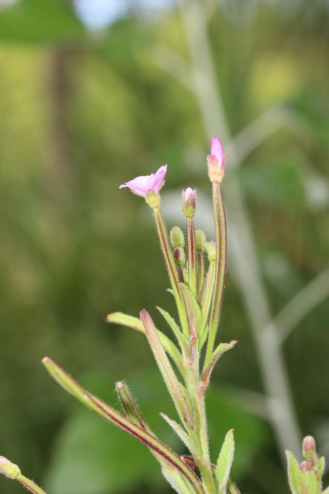 Épilobe à petites fleurs Epilobium parviflorum Schreb., 1771