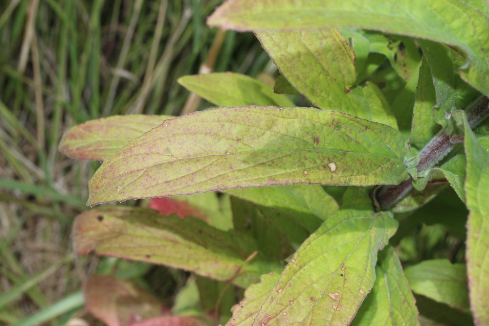 Épilobe à petites fleurs Epilobium parviflorum Schreb., 1771