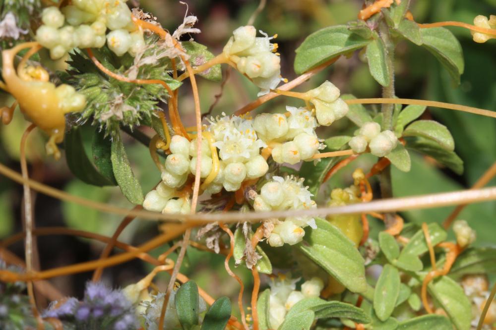 Cuscute volubile, Cuscute du Bident Cuscuta scandens Brot., 1804