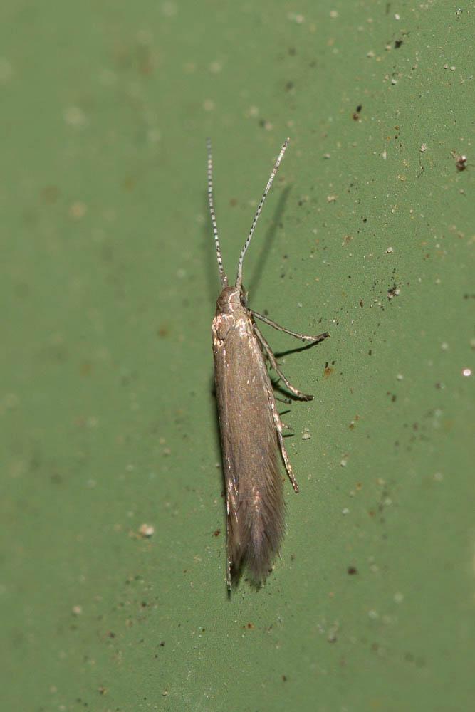 Coleophora Hübner, 1822