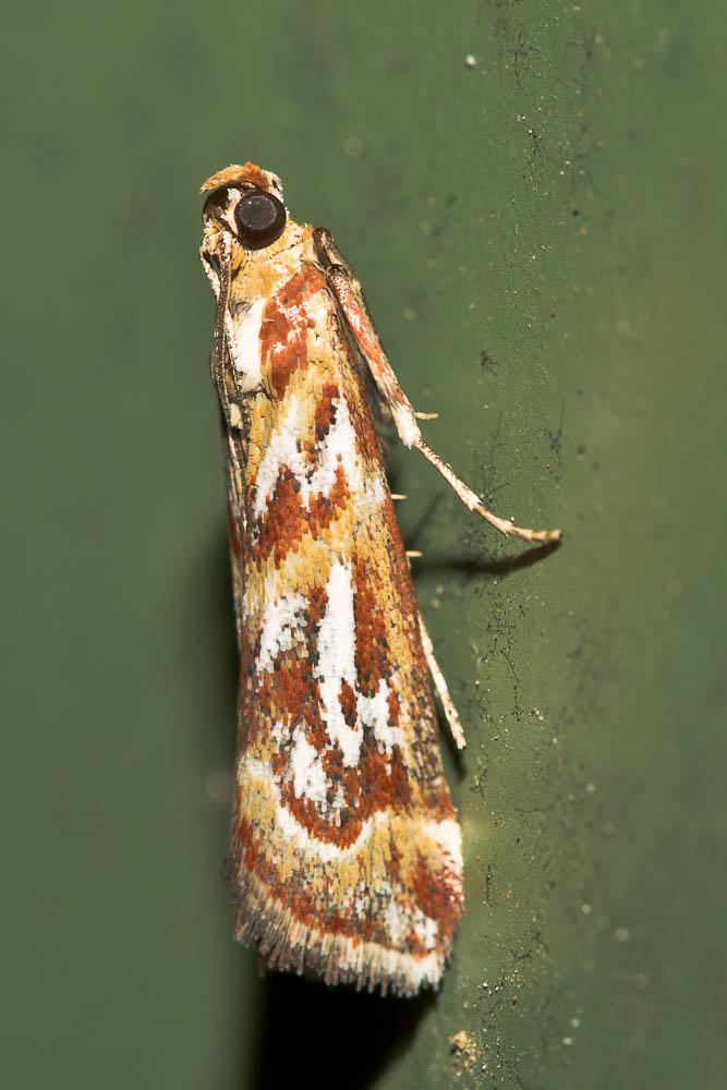 Acrobasis porphyrella (Duponchel, 1836)