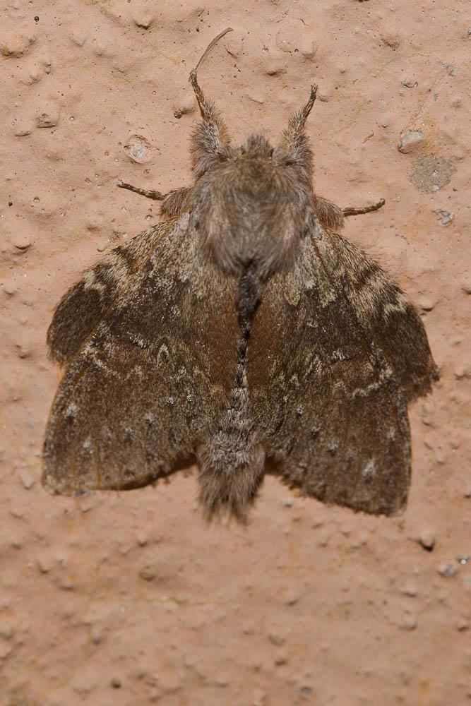 Ecureuil (L'), Staurope du Hêtre (Le) Stauropus fagi (Linnaeus, 1758)