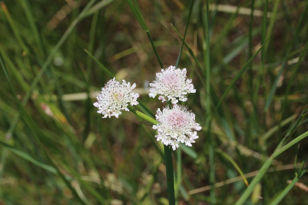 Oenanthe fistuleuse Oenanthe fistulosa L., 1753