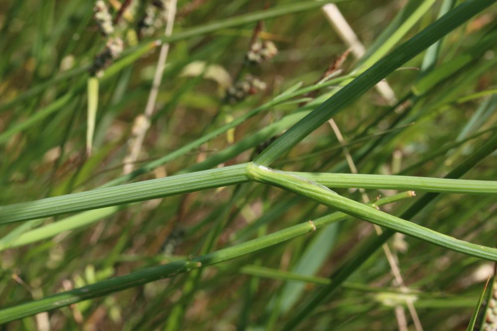 Oenanthe fistuleuse Oenanthe fistulosa L., 1753