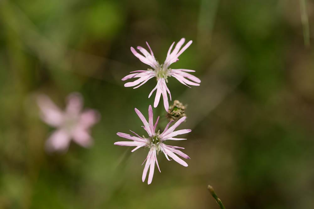 Oeil-de-perdrix Lychnis flos-cuculi L., 1753
