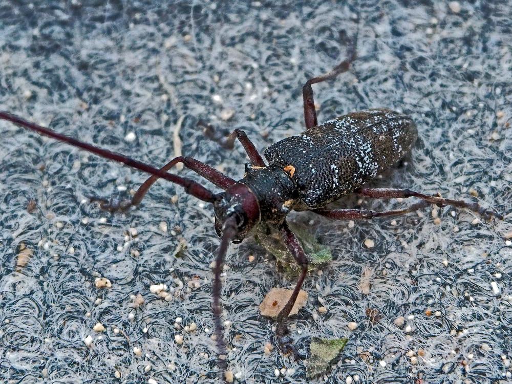 Monochame de Provence Monochamus galloprovincialis (Olivier, 1795)