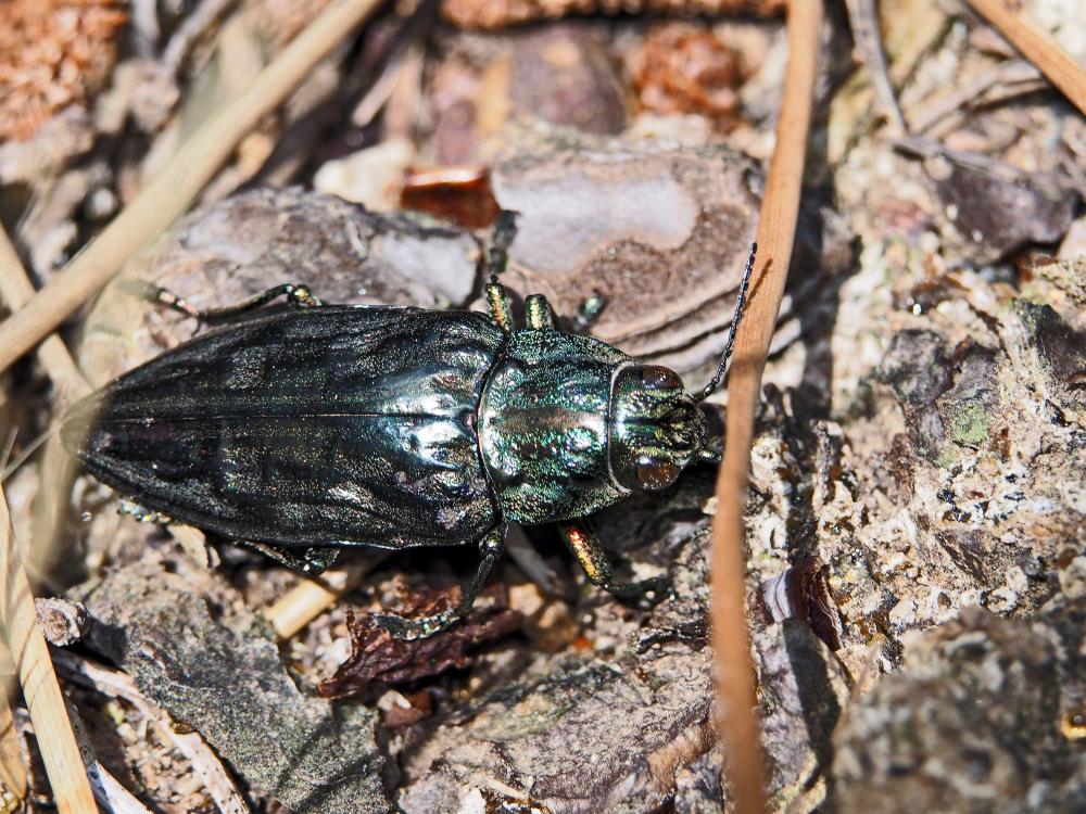  Chalcophora Dejean, 1833