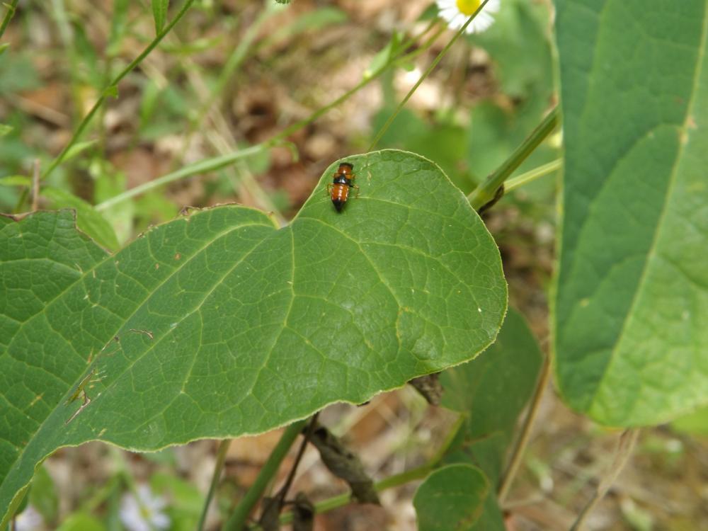 Oxyporus rufus (Linnaeus, 1758)