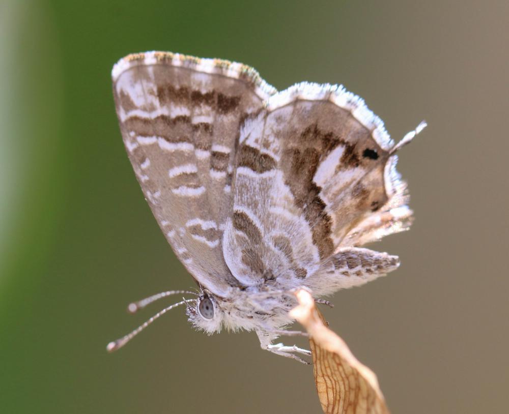 Brun du pélargonium (Le), Argus des Pélargoniums ( Cacyreus marshalli Butler, 1898