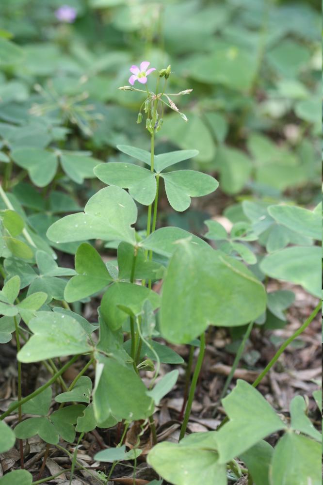 Oxalis à feuilles larges, Oxalis à larges feuilles Oxalis latifolia Kunth, 1822