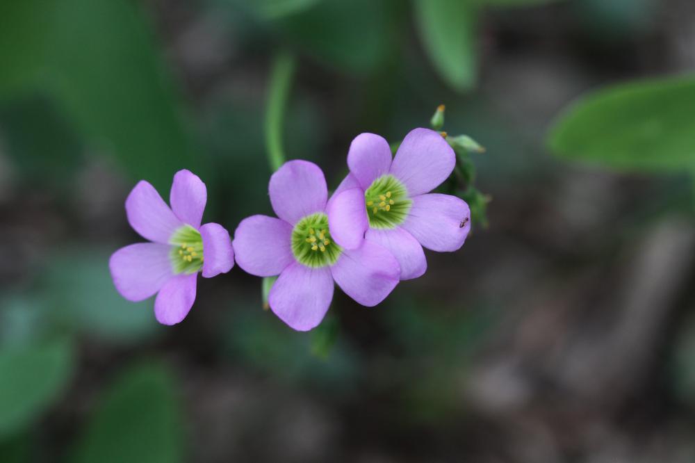Oxalis à feuilles larges, Oxalis à larges feuilles Oxalis latifolia Kunth, 1822