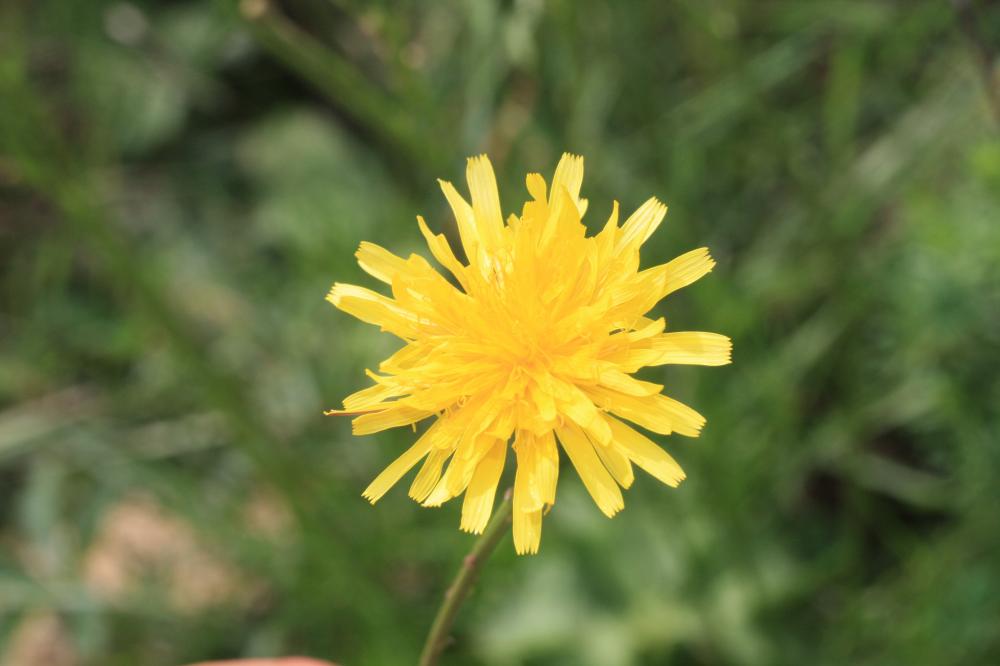 Liondent d'automne Scorzoneroides autumnalis (L.) Moench, 1794