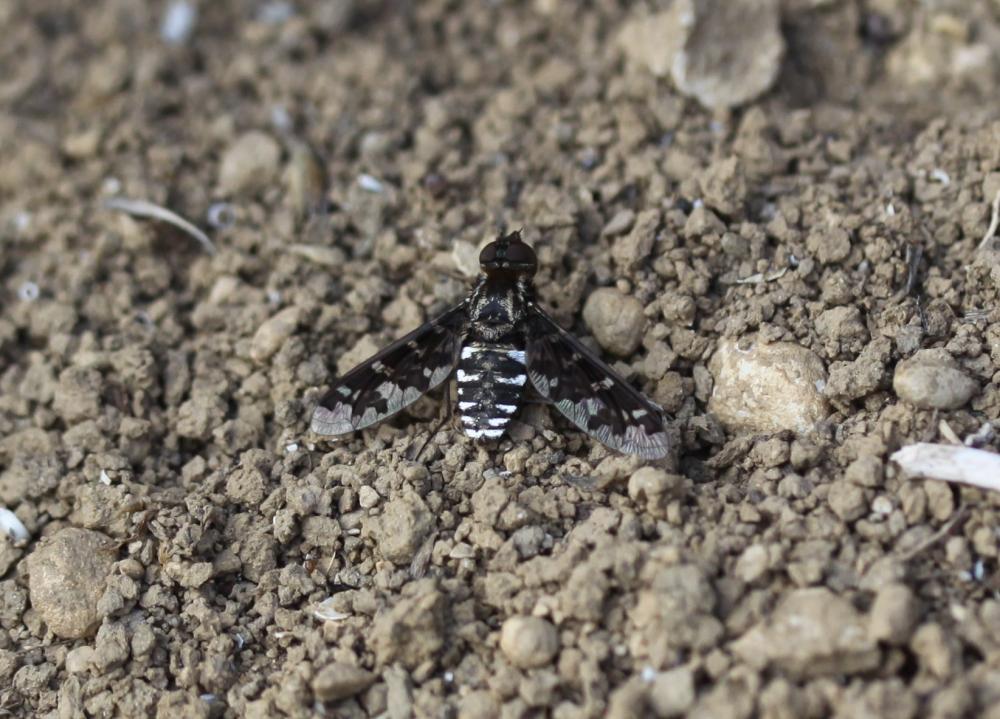 Exoprosopa jacchus (Fabricius, 1805)