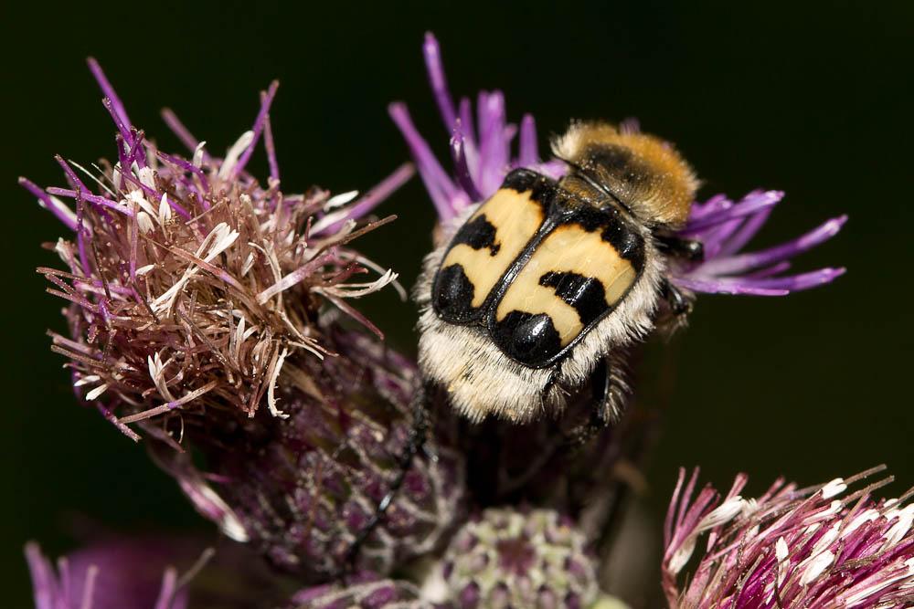 Trichie fasciée Trichius fasciatus (Linnaeus, 1758)
