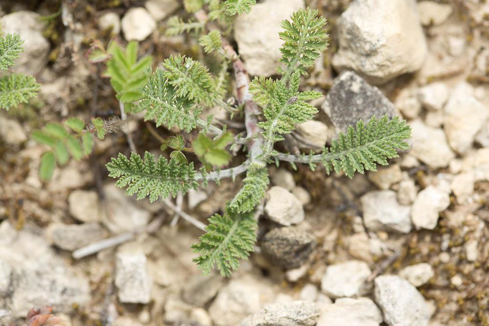 Achillée odorante Achillea odorata L., 1759