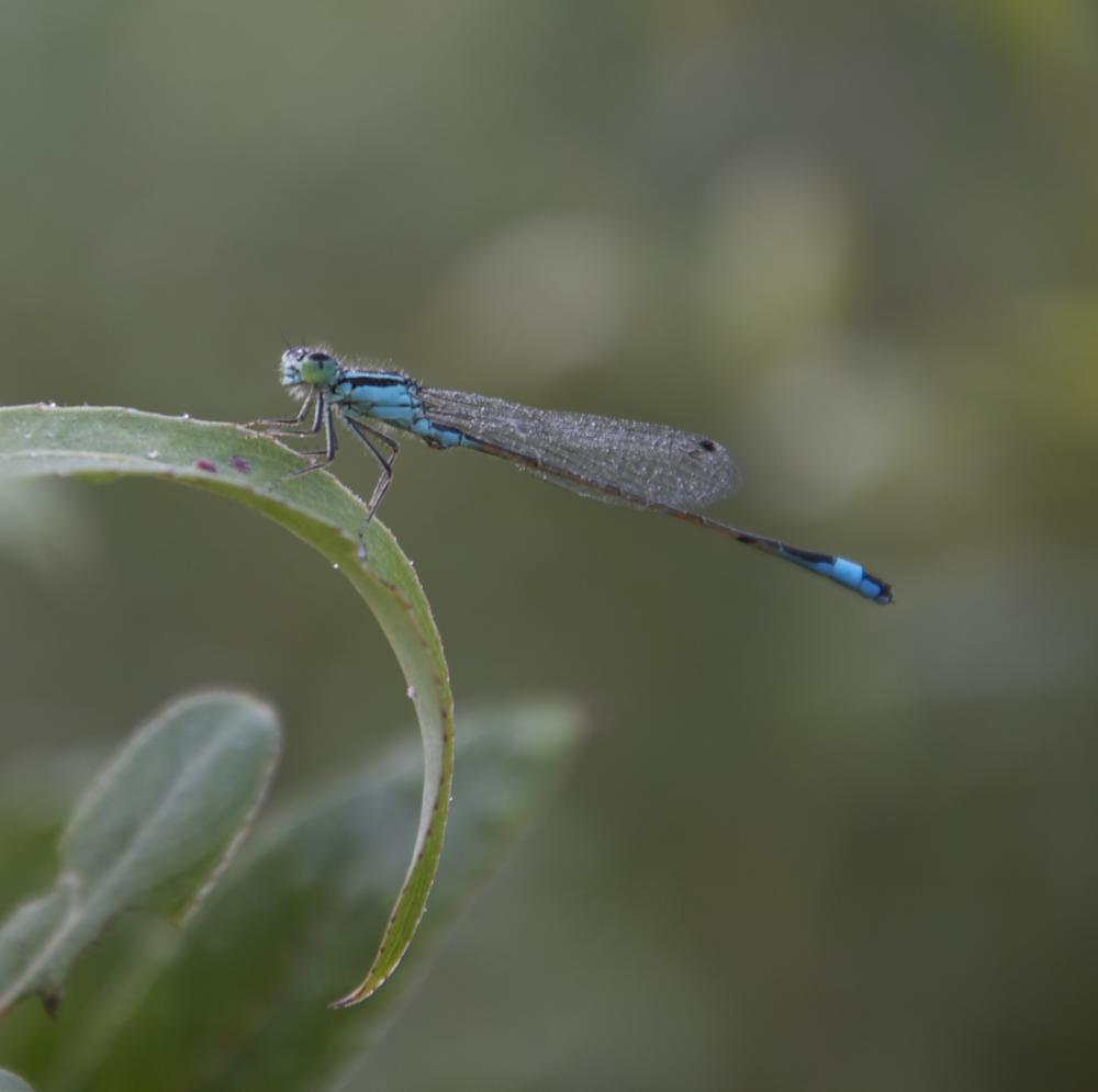 Agrion élégant Ischnura elegans (Vander Linden, 1820)