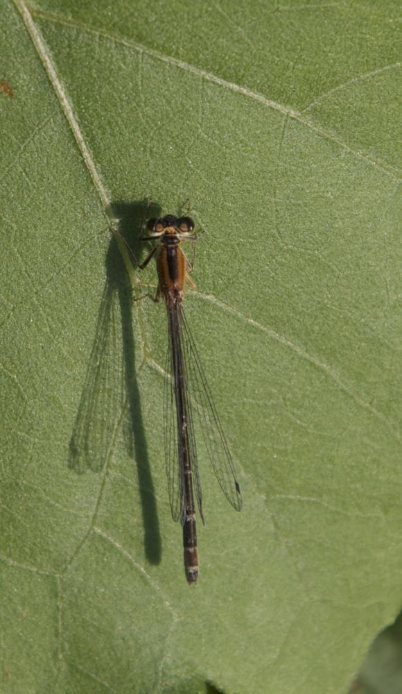 Agrion élégant Ischnura elegans (Vander Linden, 1820)