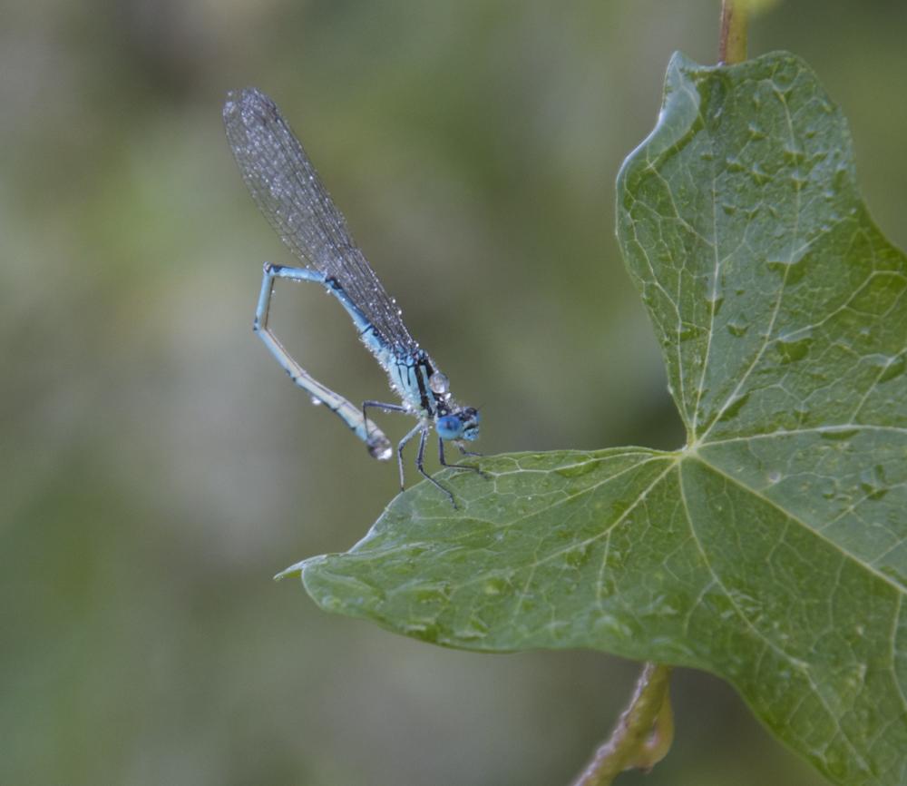 Agrion de Vander Linden, Naïade de Vander Linden Erythromma lindenii (Selys, 1840)