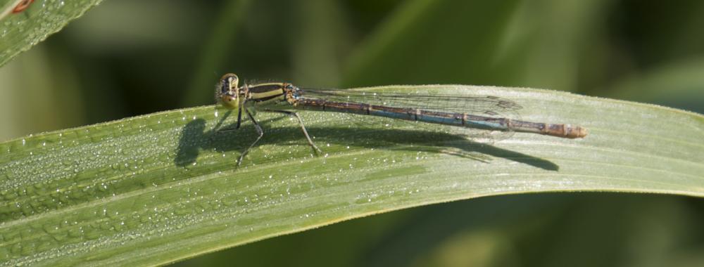 Agrion de Vander Linden, Naïade de Vander Linden Erythromma lindenii (Selys, 1840)