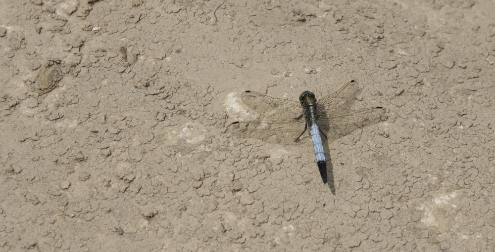 Orthétrum à stylets blancs (L') Orthetrum albistylum (Selys, 1848)