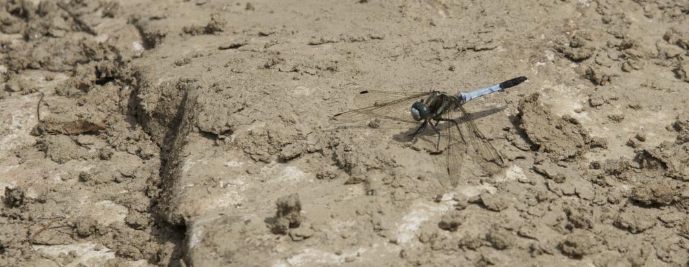 Le Orthétrum à stylets blancs (L') Orthetrum albistylum (Selys, 1848)