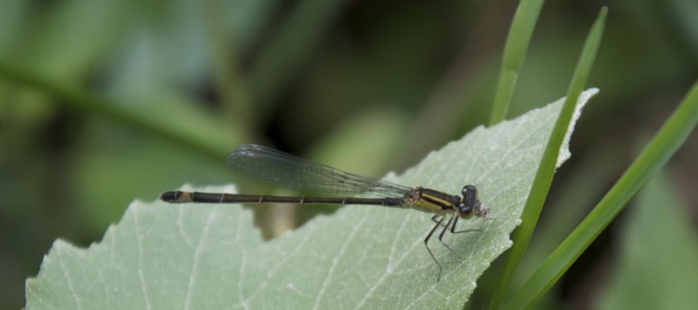 Agrion élégant Ischnura elegans (Vander Linden, 1820)