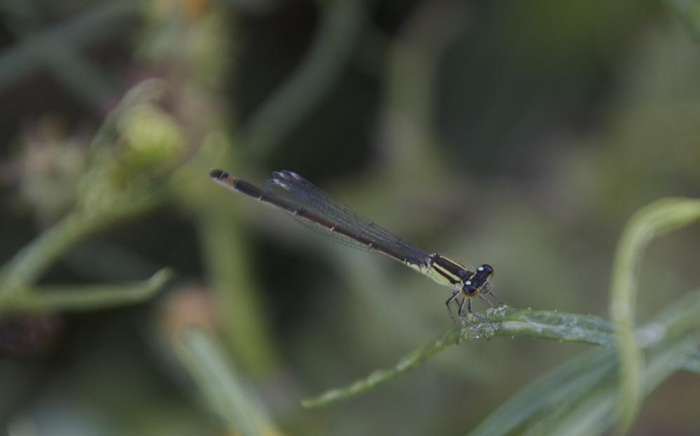 Agrion élégant Ischnura elegans (Vander Linden, 1820)