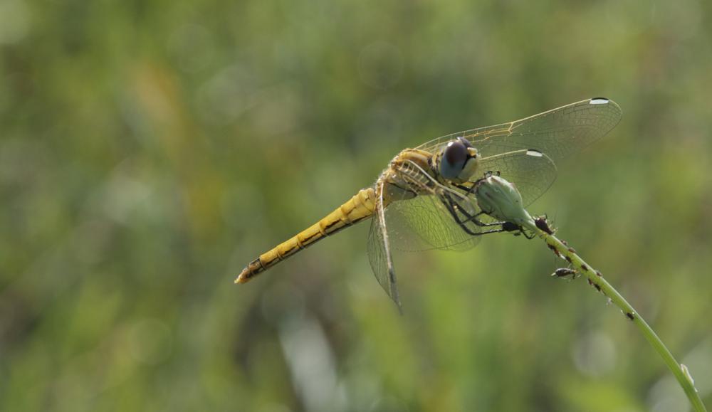 Sympétrum de Fonscolombe (Le) Sympetrum fonscolombii (Selys, 1840)