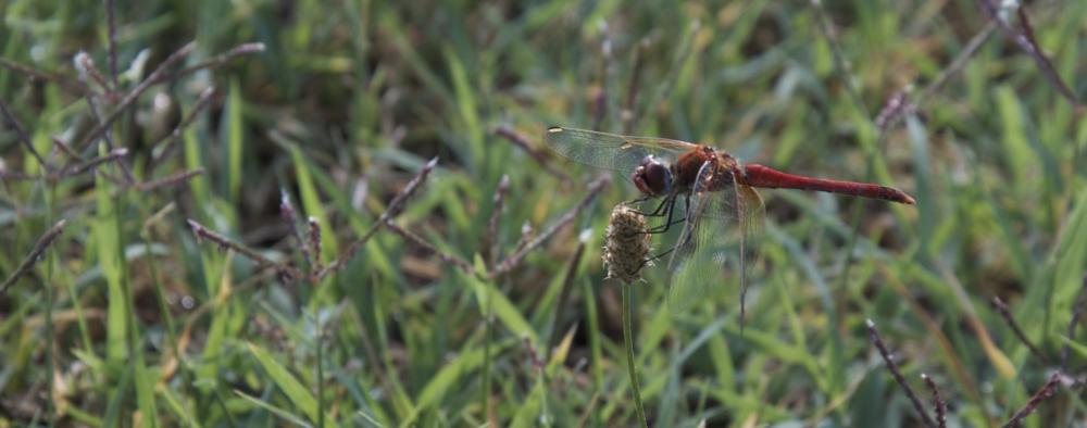 Sympétrum de Fonscolombe (Le) Sympetrum fonscolombii (Selys, 1840)