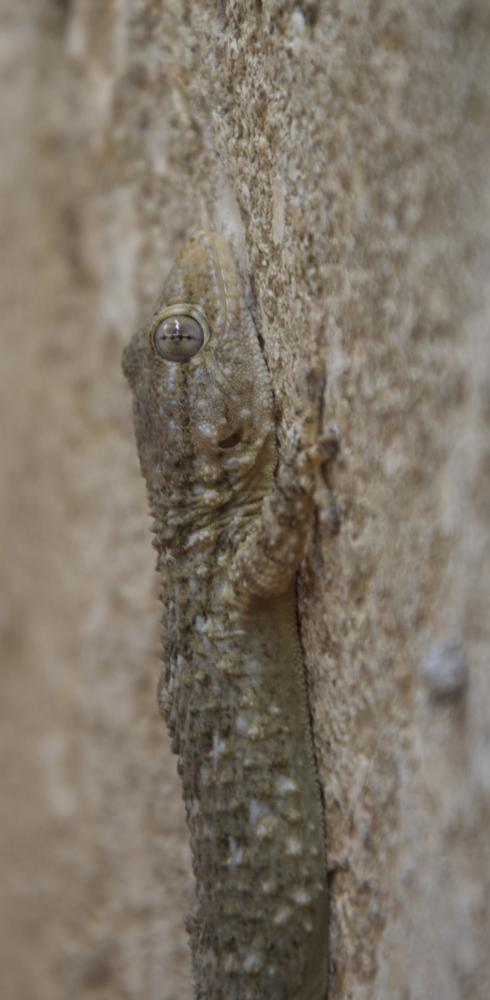 Tarente de Maurétanie Tarentola mauritanica (Linnaeus, 1758)
