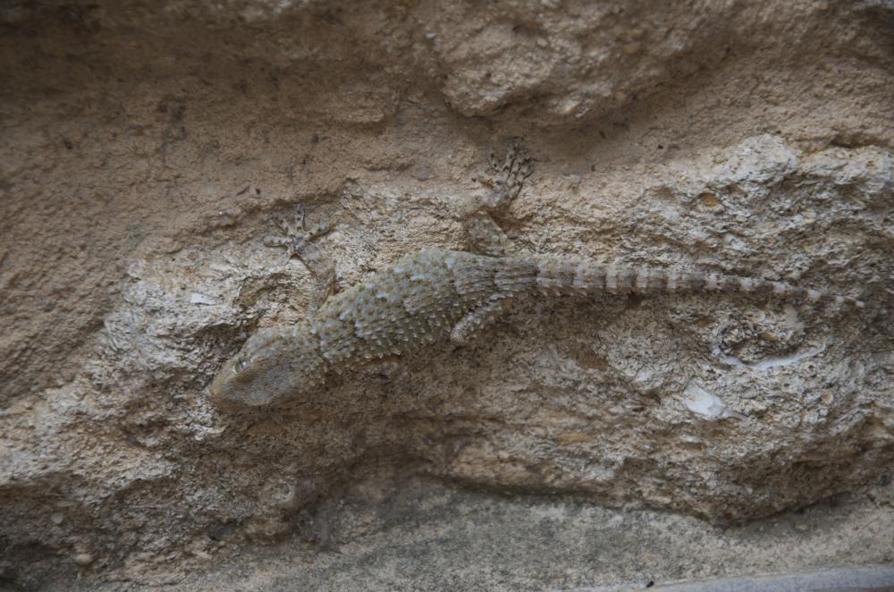 Tarente de Maurétanie Tarentola mauritanica (Linnaeus, 1758)