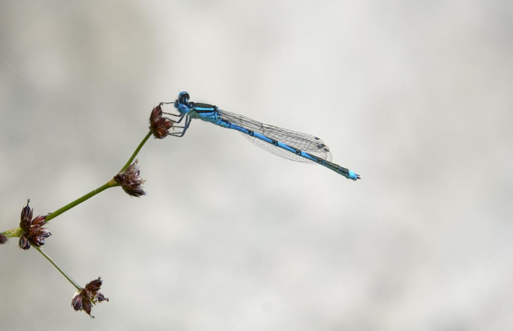 Agrion de Vander Linden, Naïade de Vander Linden Erythromma lindenii (Selys, 1840)