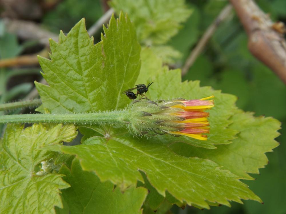 Stilbula cyniformis (Rossi, 1792)